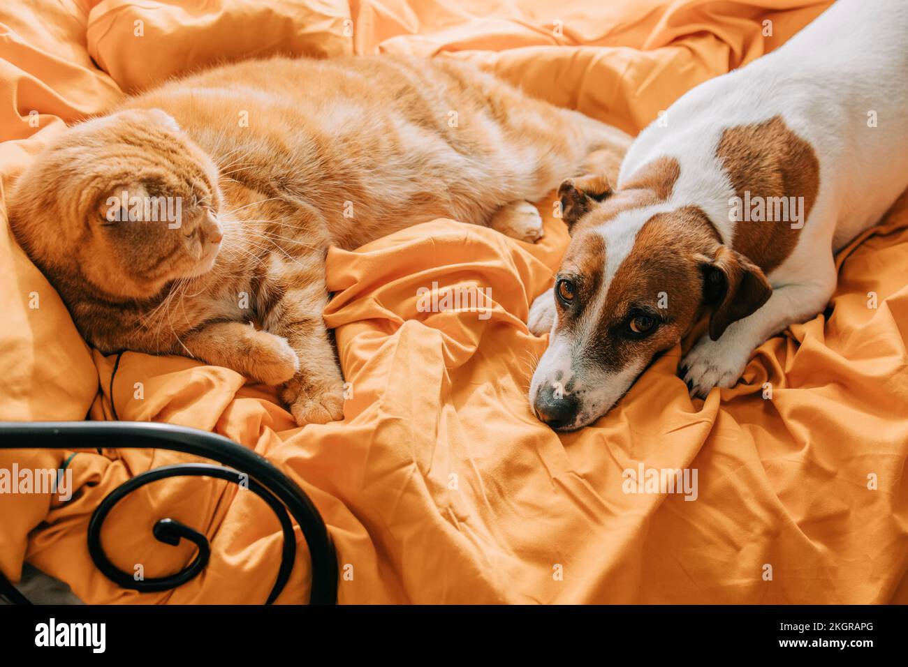 Jack Russell Terrier und Scottish Fold Cat liegen zu Hause auf dem Bett Stockfoto
