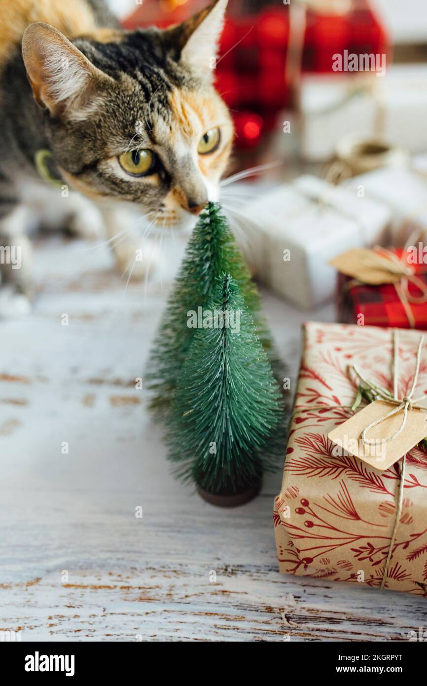 Süße Katze, die nach einem kleinen Weihnachtsbaum riecht Stockfoto