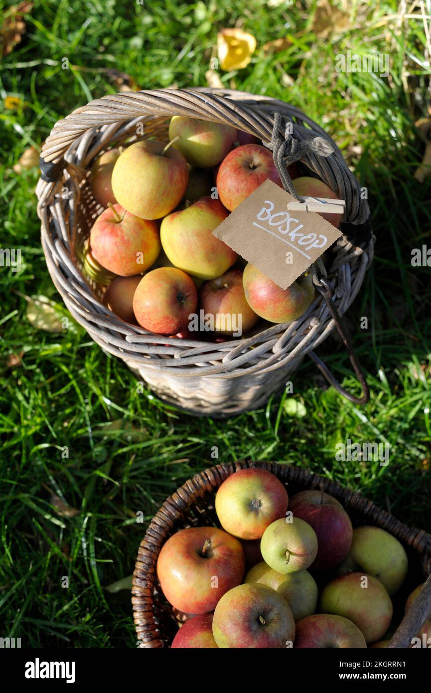 Körbe mit frischen, reifen Boskoop-Äpfeln Stockfoto