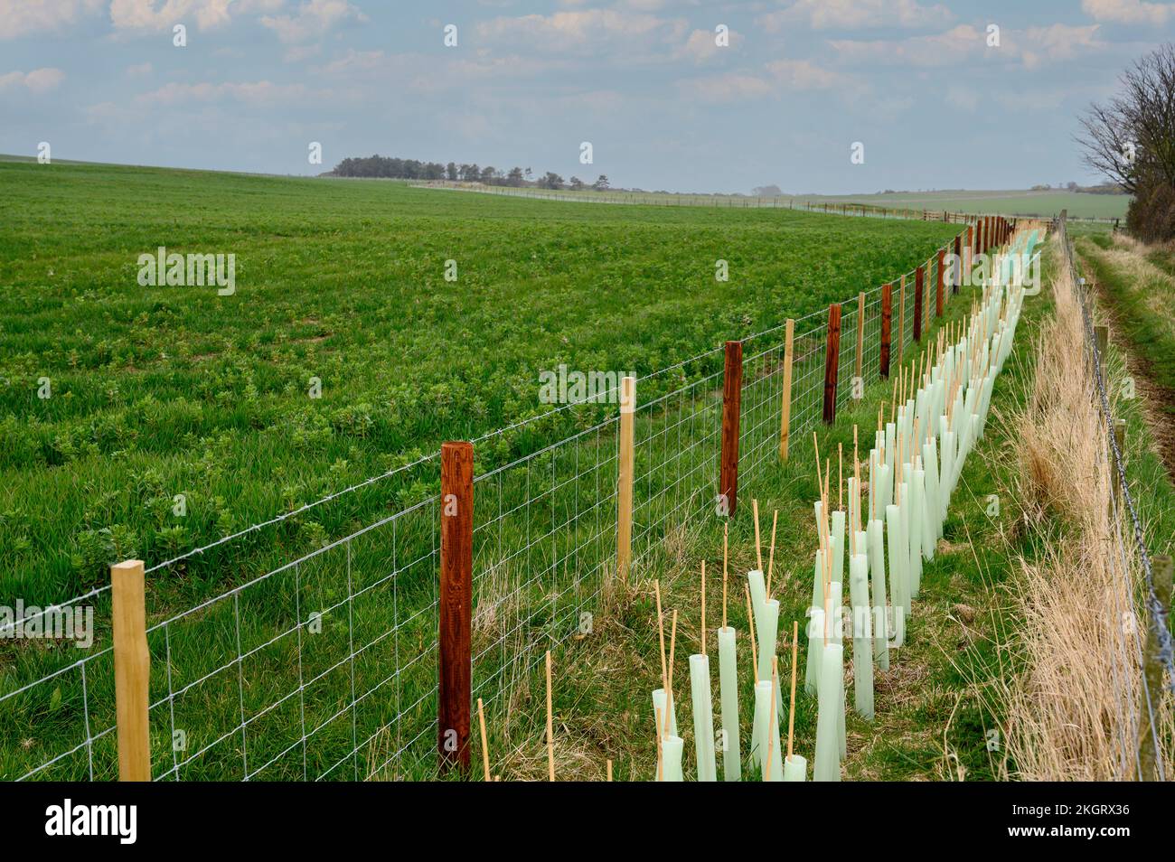Neu gepflanzte Saplings auf dem Land des Vereinigten Königreichs. Stockfoto