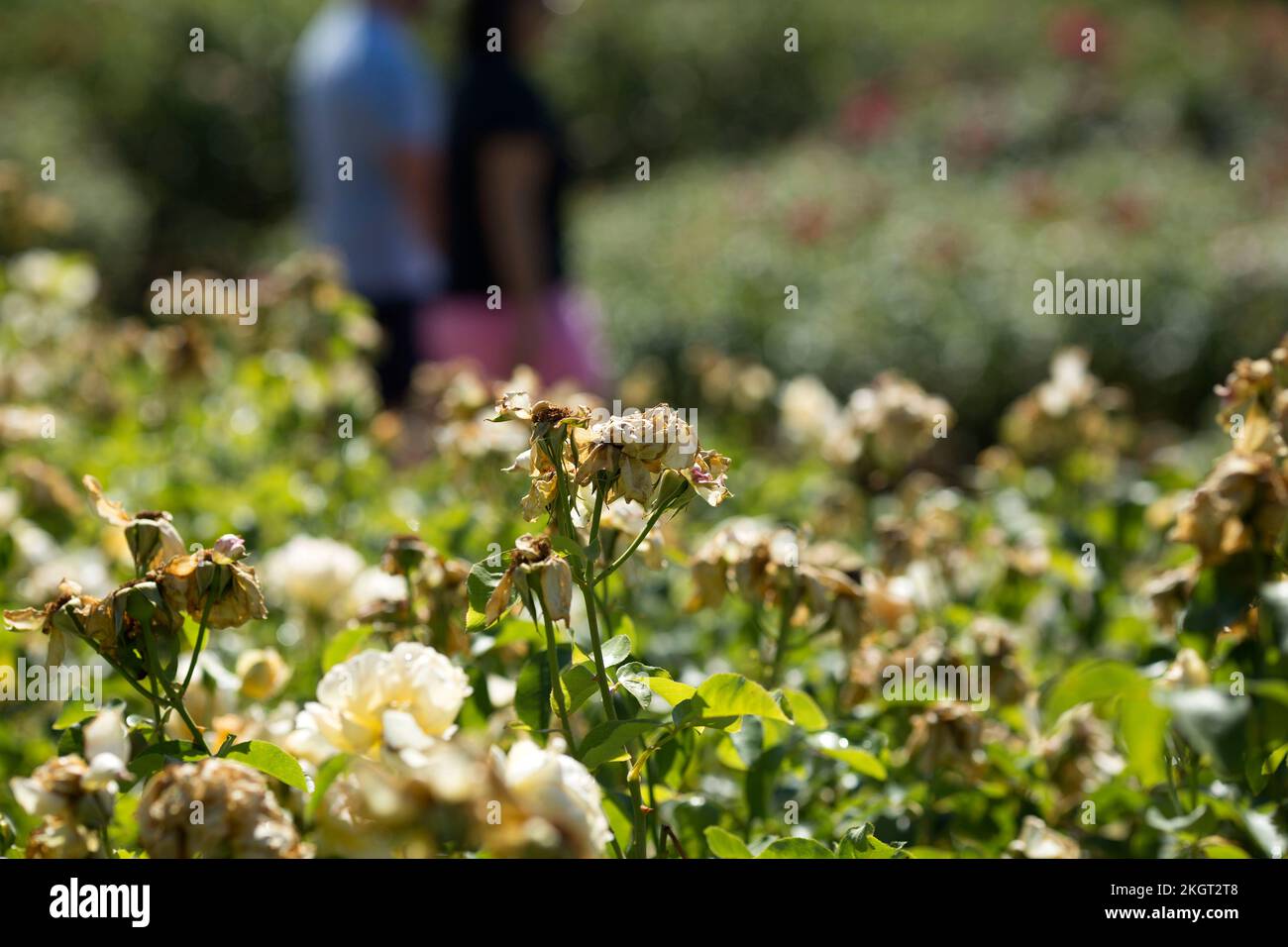 Fußgänger gehen in einem ausgetrockneten Regent's Park in London an ausgetrockneten Rosen vorbei. Stockfoto