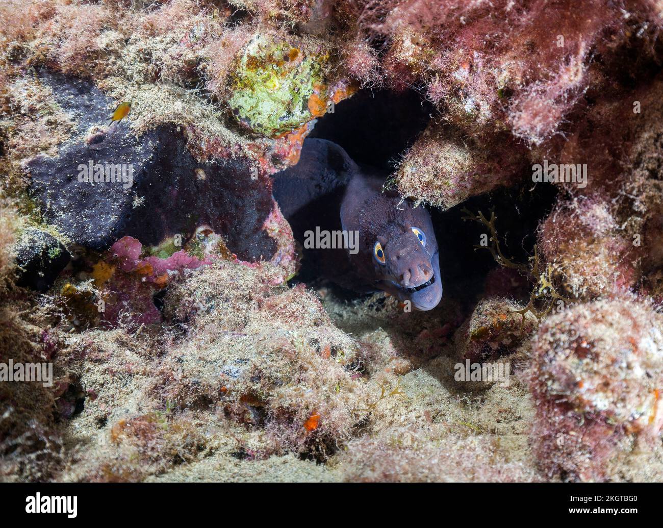 Unterwasserblick auf Muränen (Muraena augusti), der direkt in die Kamera schaut Stockfoto