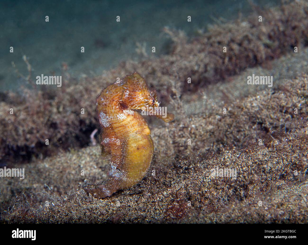 Unterwasserblick auf Kurzschnüffler (Hippocampus hippocampus) Stockfoto