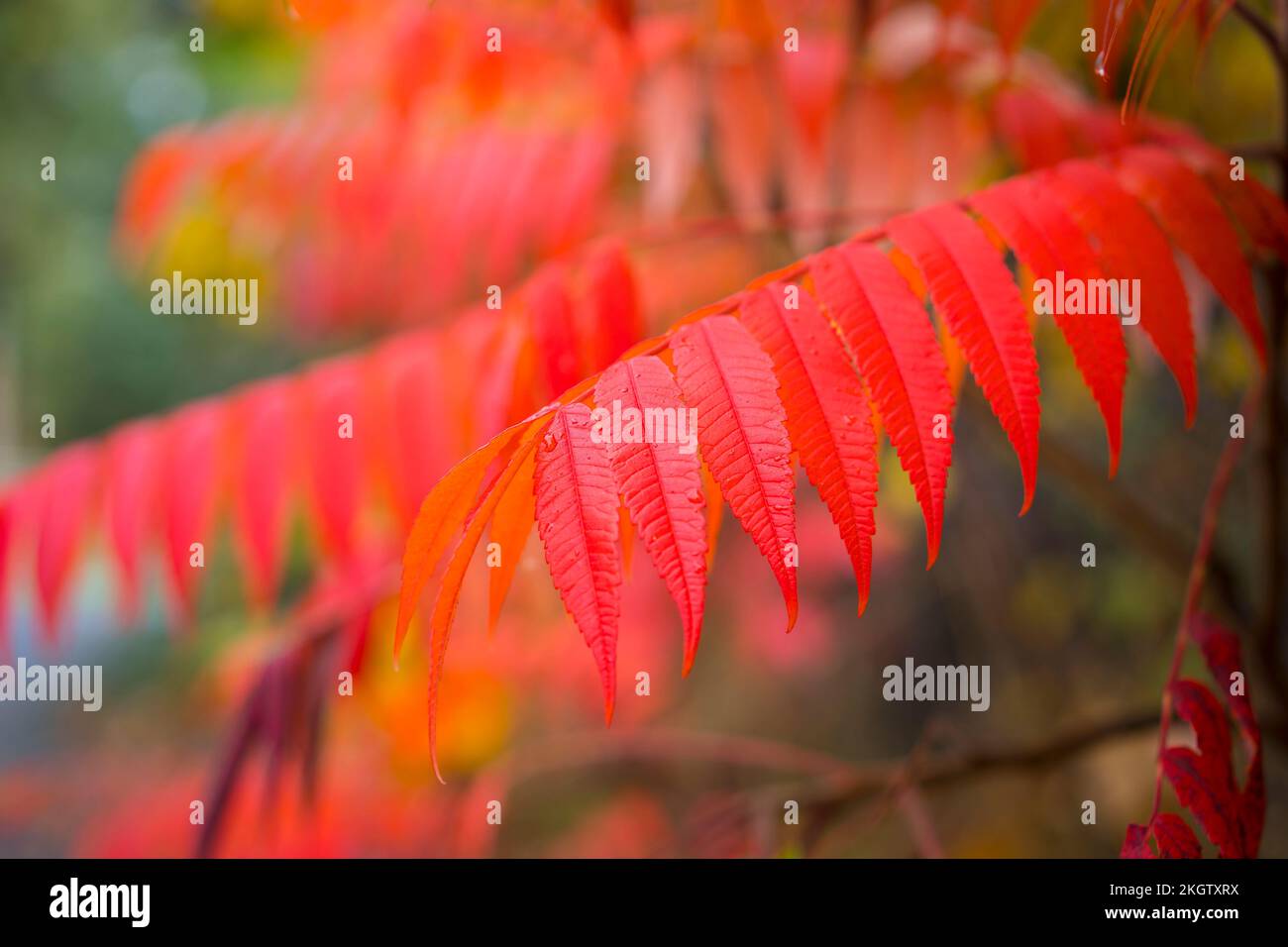 Nahaufnahme von Herbstblättern, die sich in einem britischen Wald färben. Stockfoto