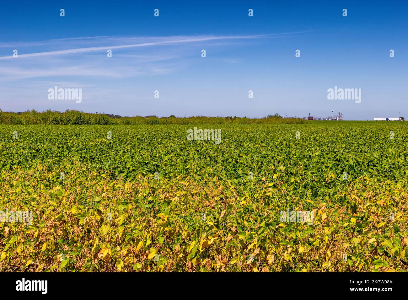 Landwirtschaftliches Erdnussfeld im ländlichen Arkansas, USA. Stockfoto