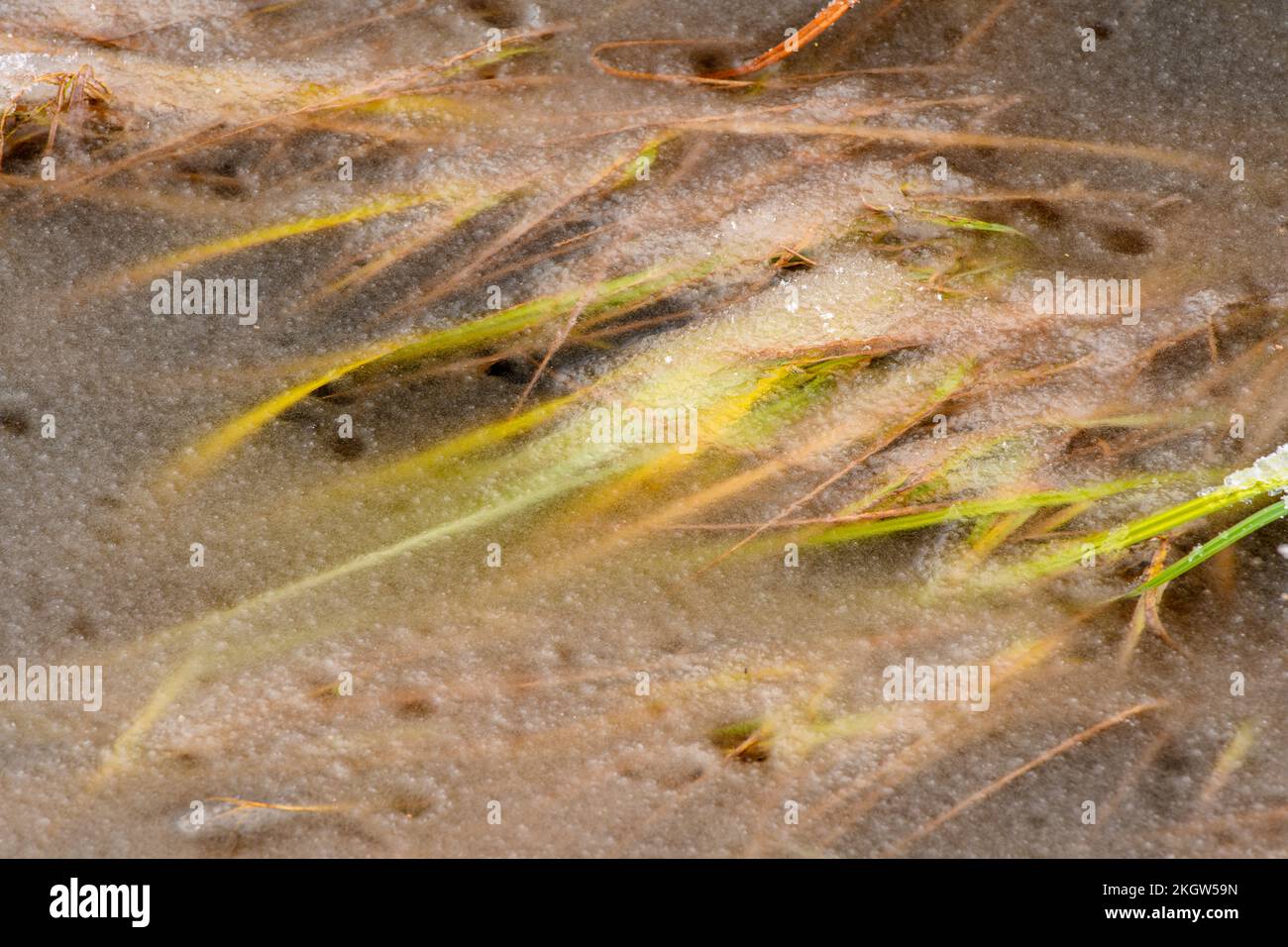 Wasservegetation in einem Teich mit frühem Schnee, Greater Sudbury, Ontario, Kanada Stockfoto