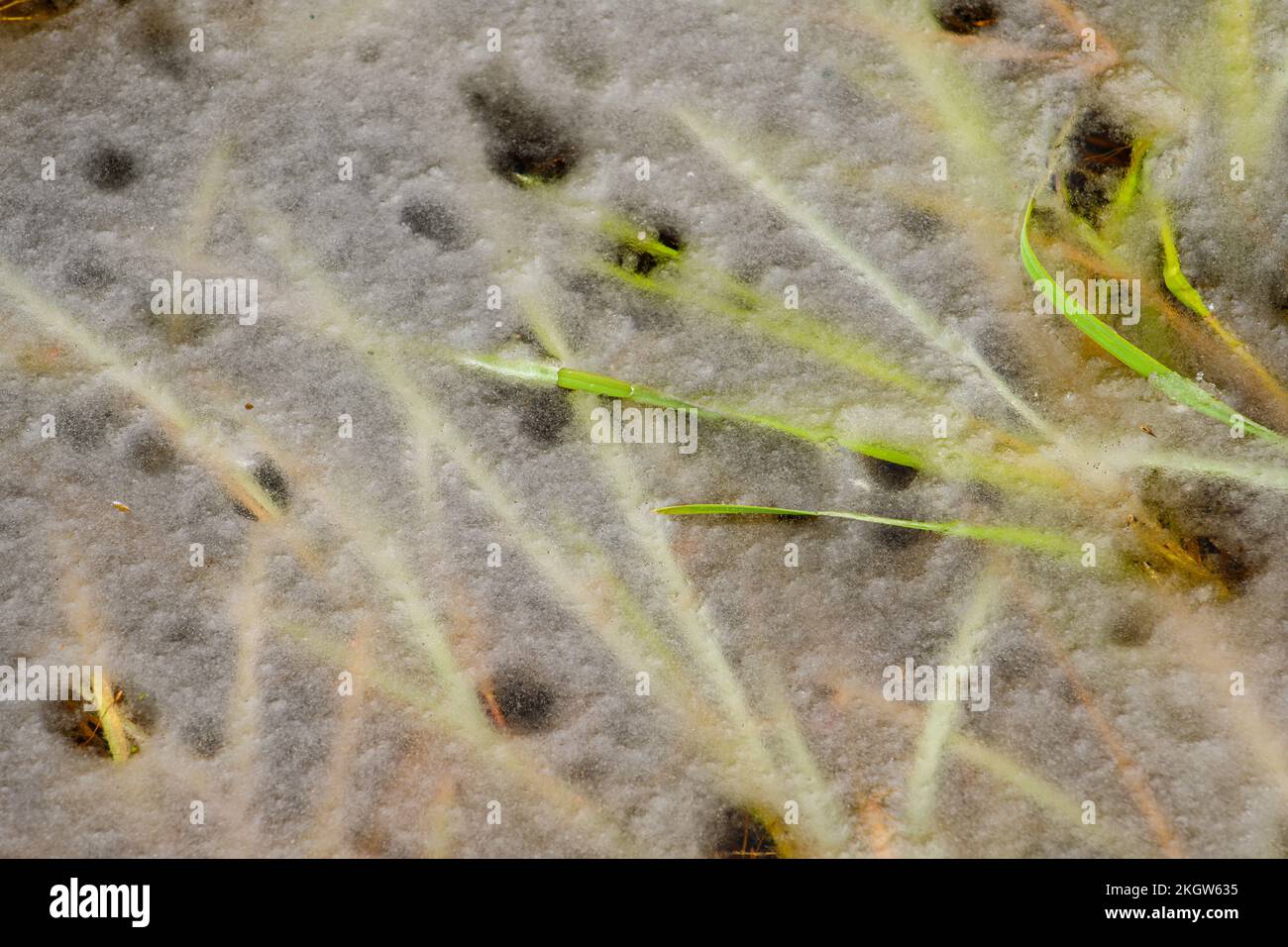 Wasservegetation in einem Teich mit frühem Schnee, Greater Sudbury, Ontario, Kanada Stockfoto