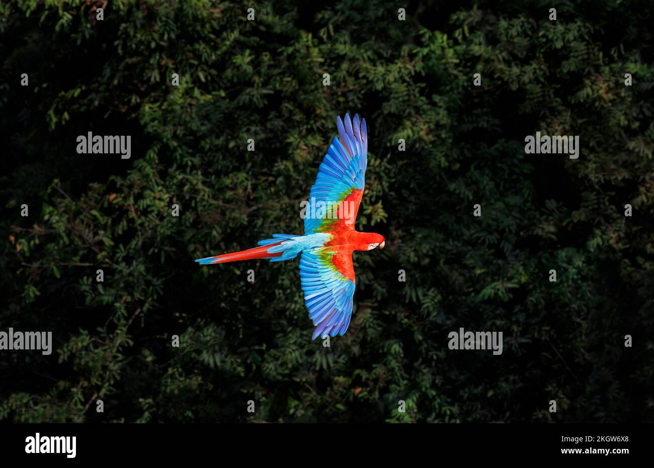 Ein roter und grüner Ara (Ara chloropterus) im Flug im Buraco das Araras, ein Sinkloch in Jardim, Süd-Pantanal, Mato Grosso do Sul, Brasilien Stockfoto