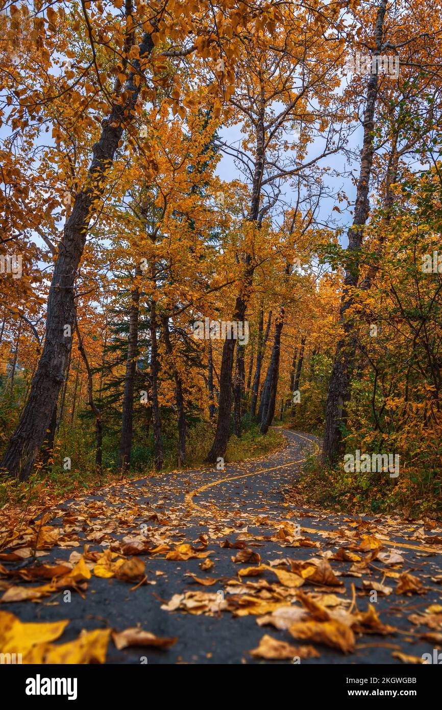 Bebauter Autumn Park Pathway Stockfoto