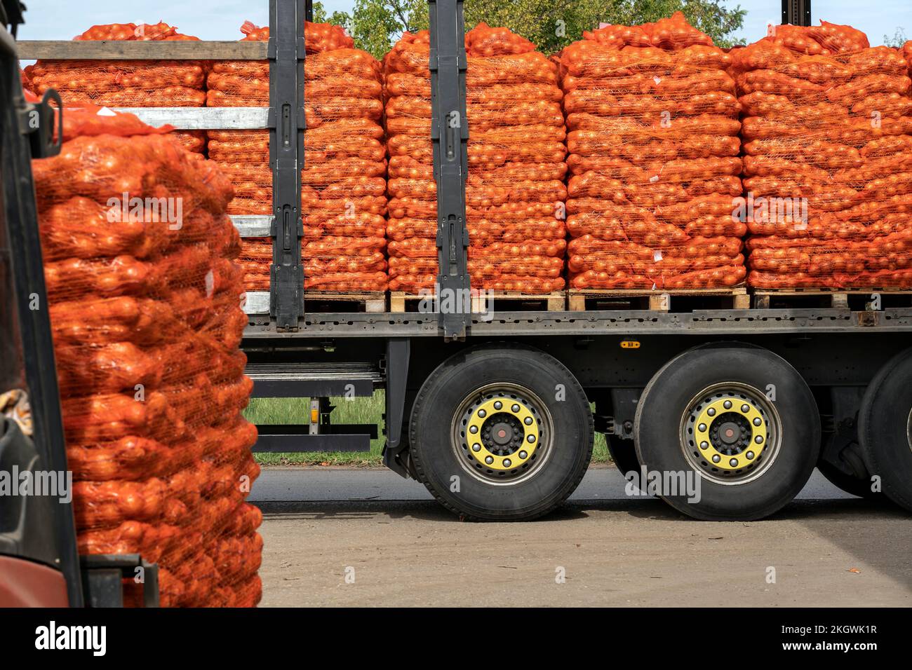 Kampagne Zwiebelernte 2022. Packungen mit gelben Zwiebeln werden für den Versand vorbereitet. Posttharvest Handling von Gemüse und Wurzelfrüchten. Stockfoto