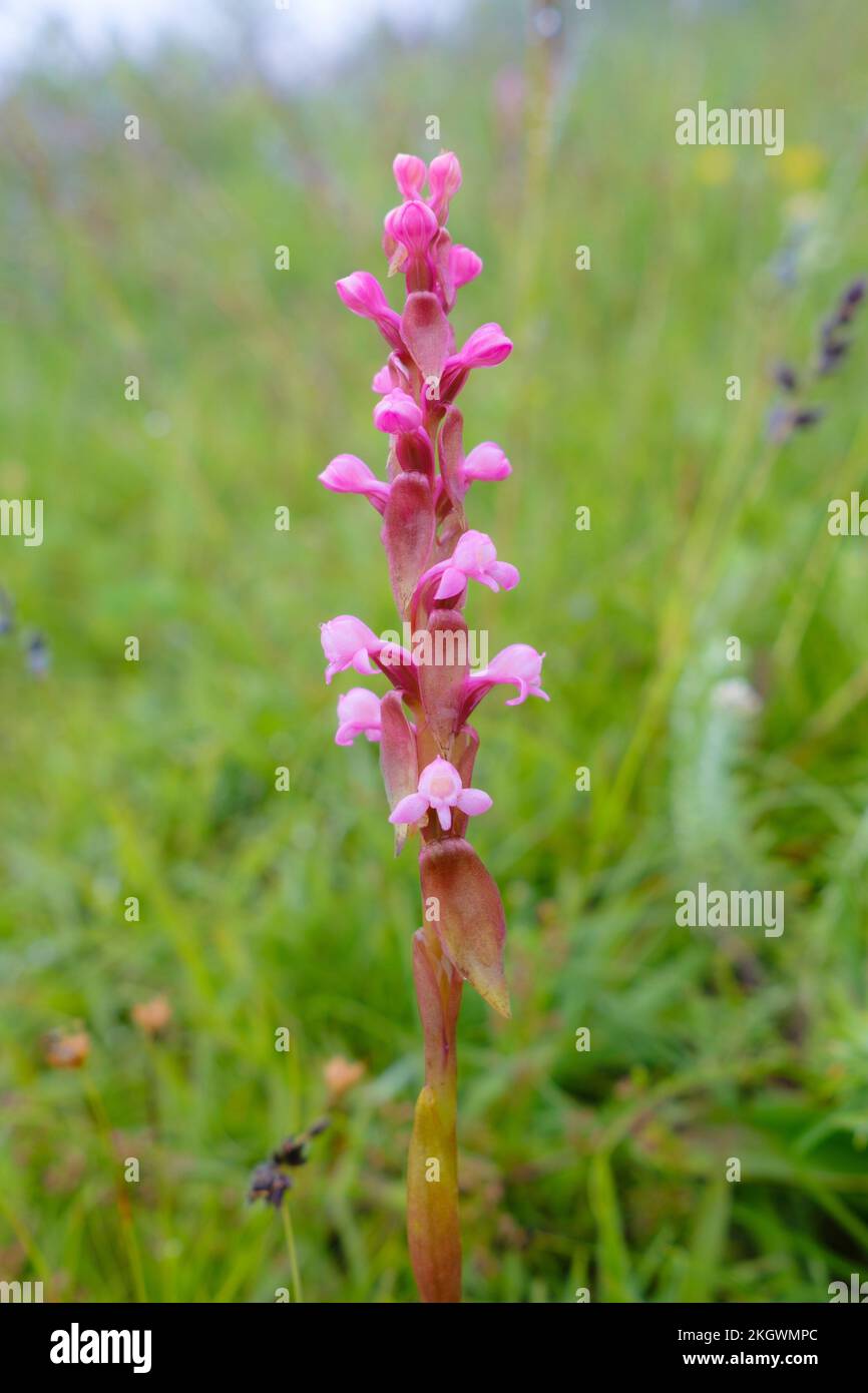 Die Infloreszenz des Nepal Satyrium (Satyrium nepalense). Langtang-Nationalpark. Nepal. Stockfoto