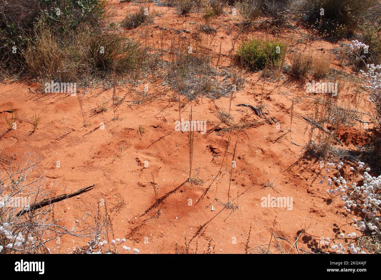 buschvegetation in australien Stockfoto