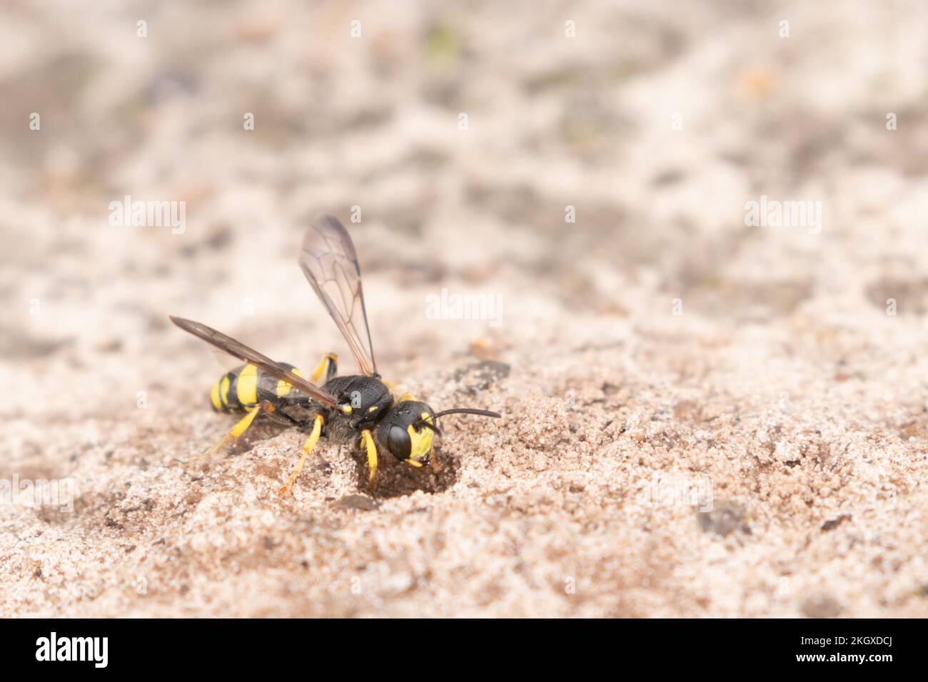 Kunstvoll verzierter Digger Wasp (Cerceris rybyensis) in einem Nestgraben im Heideland. East Sussex, Großbritannien. Stockfoto