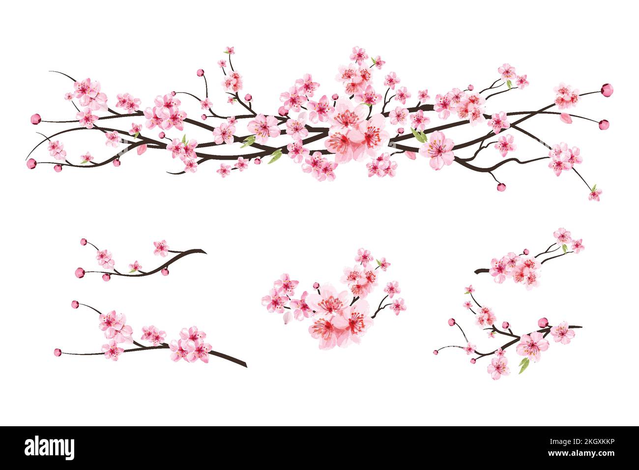 Kirschblütenzweig mit Sakura-Blume. Aquarell-Kirschblütenvektor. Aquarelle Kirschknospe. Rosafarbene Sakurenblüten. Sakura auf weißem Rücken Stock Vektor
