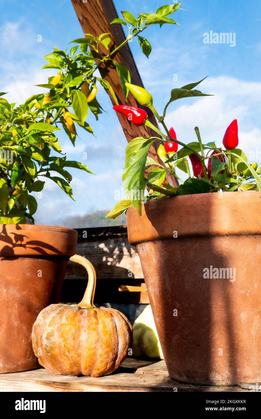 Chilis ‘Pyramid’ und ‘Lemonella’ wurden auf einem gut beleuchteten traditionellen Holzregal aus Gewächshaus mit herbstlichem Kürbis als rustikaler Gartenbau und farbenfroher Schau getopft. Surrey UK Stockfoto