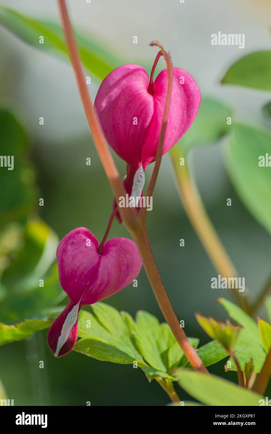 Nahaufnahme von zwei Blüten eines Lamprocapnos spectabilis (Dicentra Spectaabilis) oder „blutender Herzen“ Stockfoto