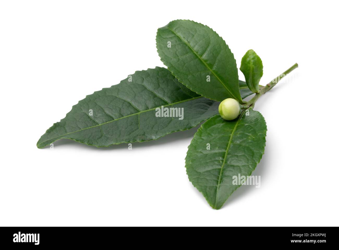 Einzelne frische Teeblümchen, Camellia sinensis, und Blätter auf weißem Hintergrund isoliert Stockfoto