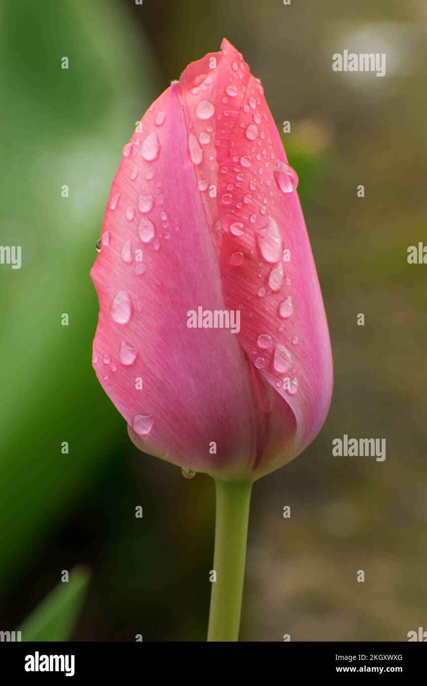 Tulpen nach dem Regen Stockfoto