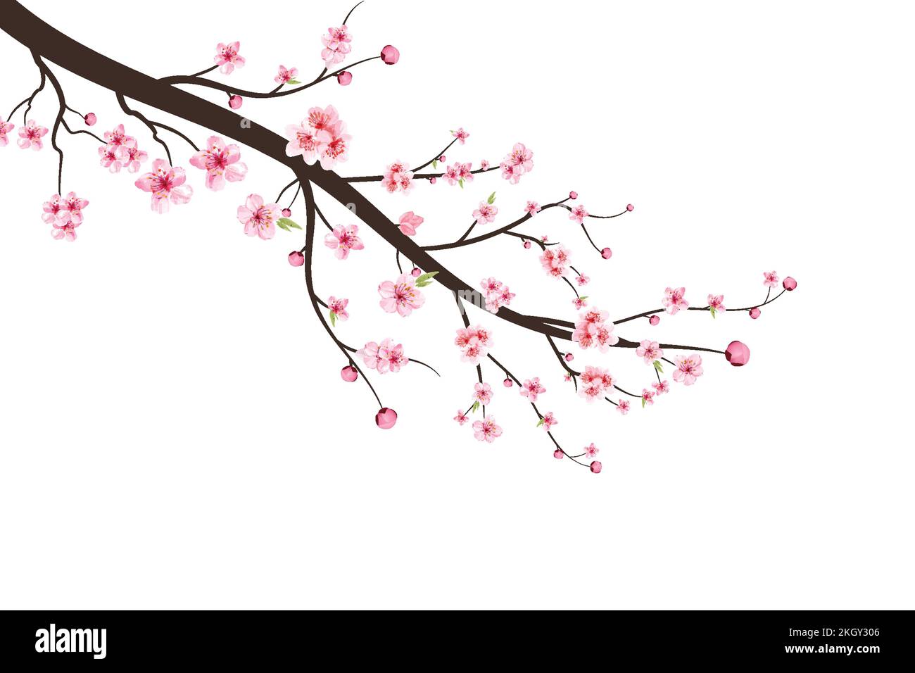 Kirschblütenzweig mit Sakura-Blume. Sakura auf weißem Hintergrund. Aquarell-Kirschblütenvektor. Rosafarbene Sakurenblüten. Aquarell cher Stock Vektor