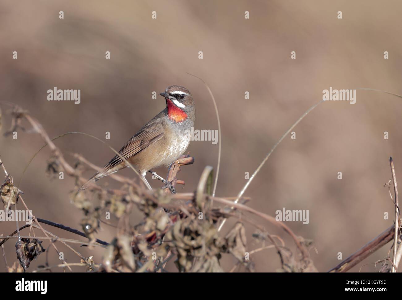Siberian Rubythroat ist ein bodenliebender singvögel Asiens. Sie brüten hauptsächlich in Sibirien, während sie in Süd- und Südostasien überwintern. Stockfoto