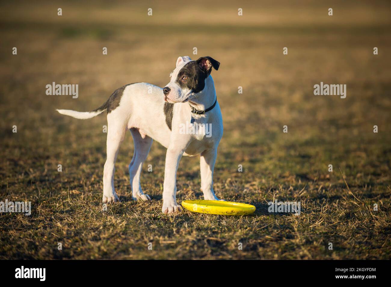 Ein Pitbull-Welpe, der mit einem Frisbee spielt. Stockfoto