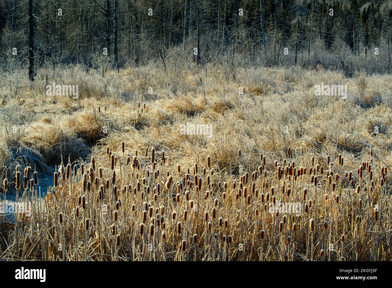 Frosted Feuchtgebiet, Greater Sudbury, Ontario, Kanada Stockfoto