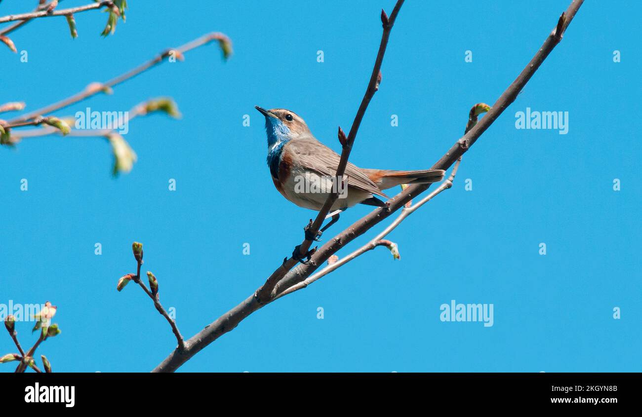 Männlicher Varakushi songbird (Luscinia svecica) an einem Zweig im Frühjahr.Europa.Ukraine.Poltava-Gebiet. Stockfoto