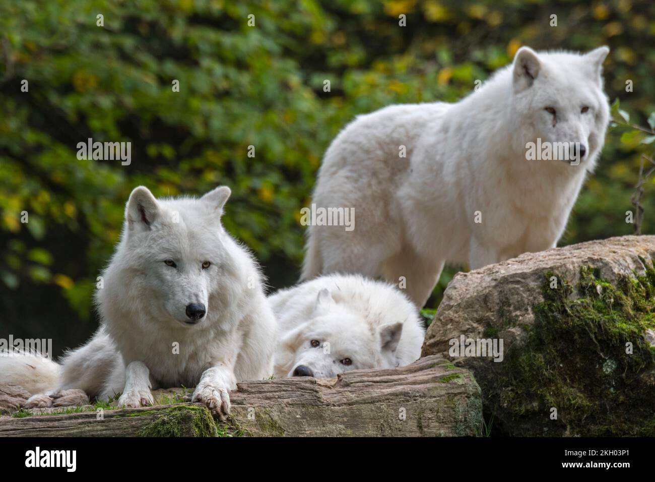 Drei arktische Wölfe / weiße Wölfe / Polarwölfe (Canis lupus arctos) aus dem Wolfsrudel, die in der hohen arktischen Tundra Kanadas heimisch sind Stockfoto