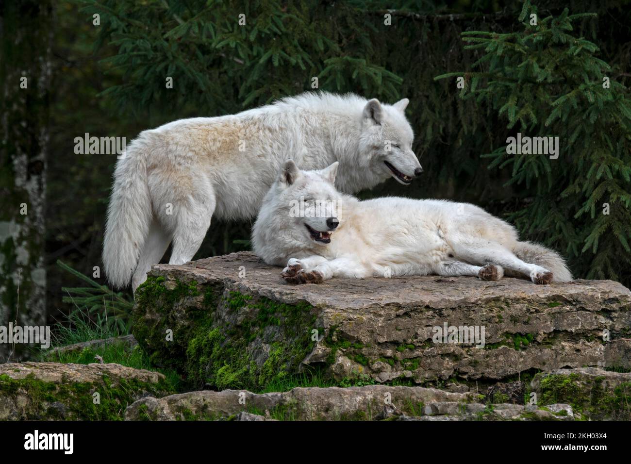 Zwei in Gefangenschaft gehaltene arktische Wölfe / weiße Wölfe / Eiswölfe (Canis lupus arctos), die auf Felsen ruhen, die in der hohen arktischen Tundra Kanadas heimisch sind Stockfoto