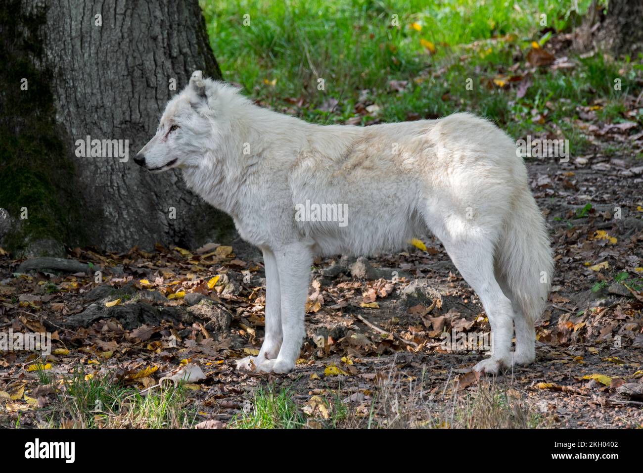 Arktischer Wolf / Weißer Wolf / Polarwolf (Canis lupus arctos) im Zoo, der in der hohen arktischen Tundra Kanadas heimisch ist Stockfoto
