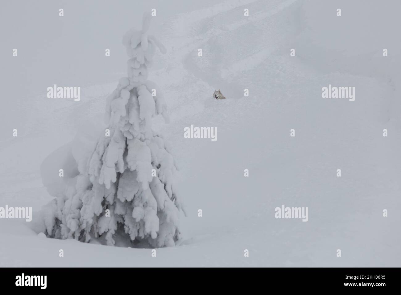 Sibirischer Husky-Hund, der bergab auf einem steilen Hang in einem tiefen frischen Pulverschnee in den Bergen rauscht, Wintersport im Freien Stockfoto