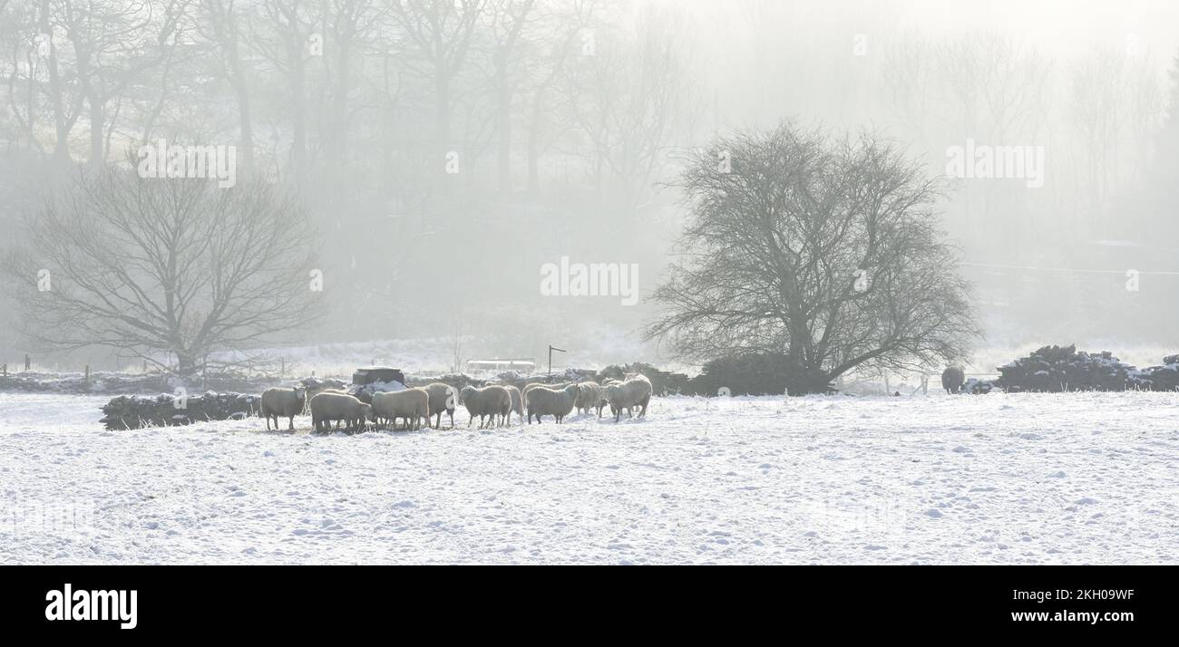 Winterschafe standen im Schnee um eine Ballenheu-Zuführung an einem sehr kalten nebligen Mittwintermorgen mit Bäumen im Nebel vor dem Hintergrund. Stockfoto