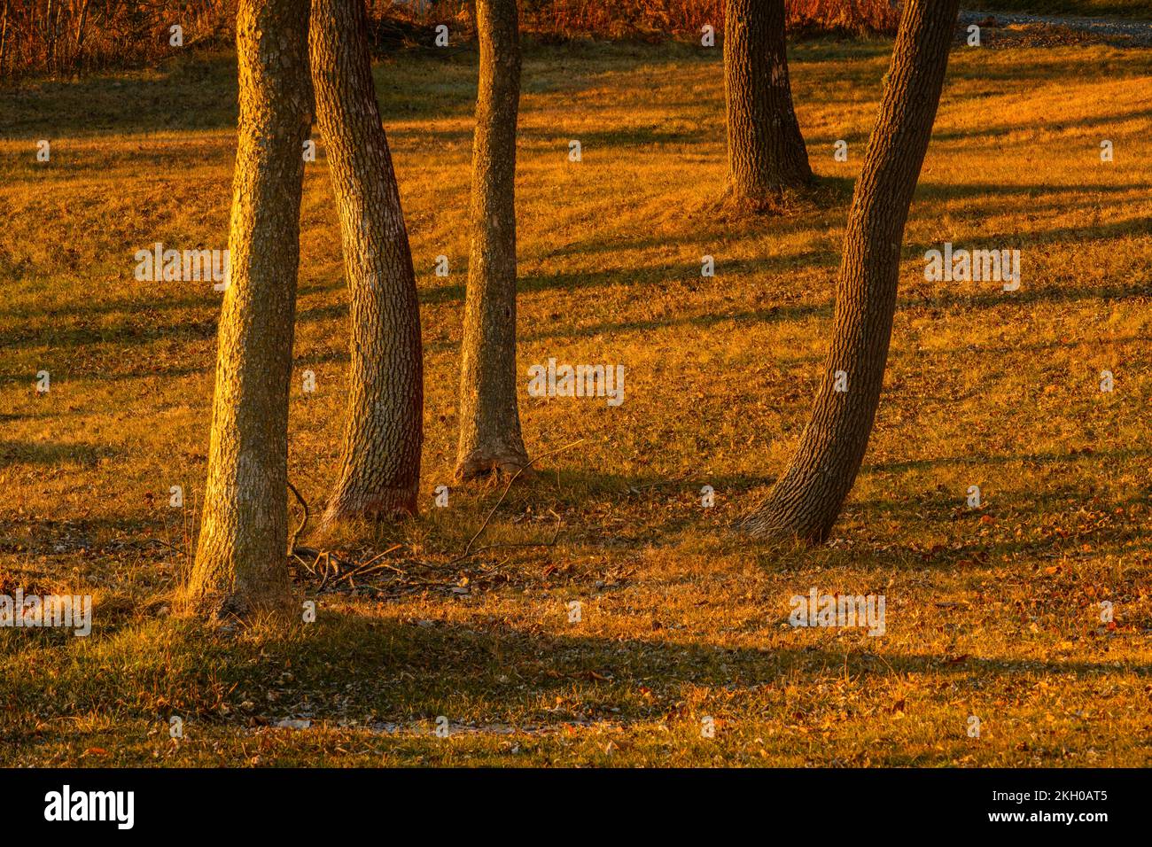 Baumstämme in einem Park, Greater Sudbury, Ontario, Kanada Stockfoto