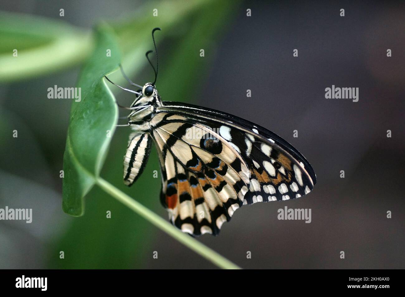 Der Limettenschmetterling (Papilio demoleus) Stockfoto