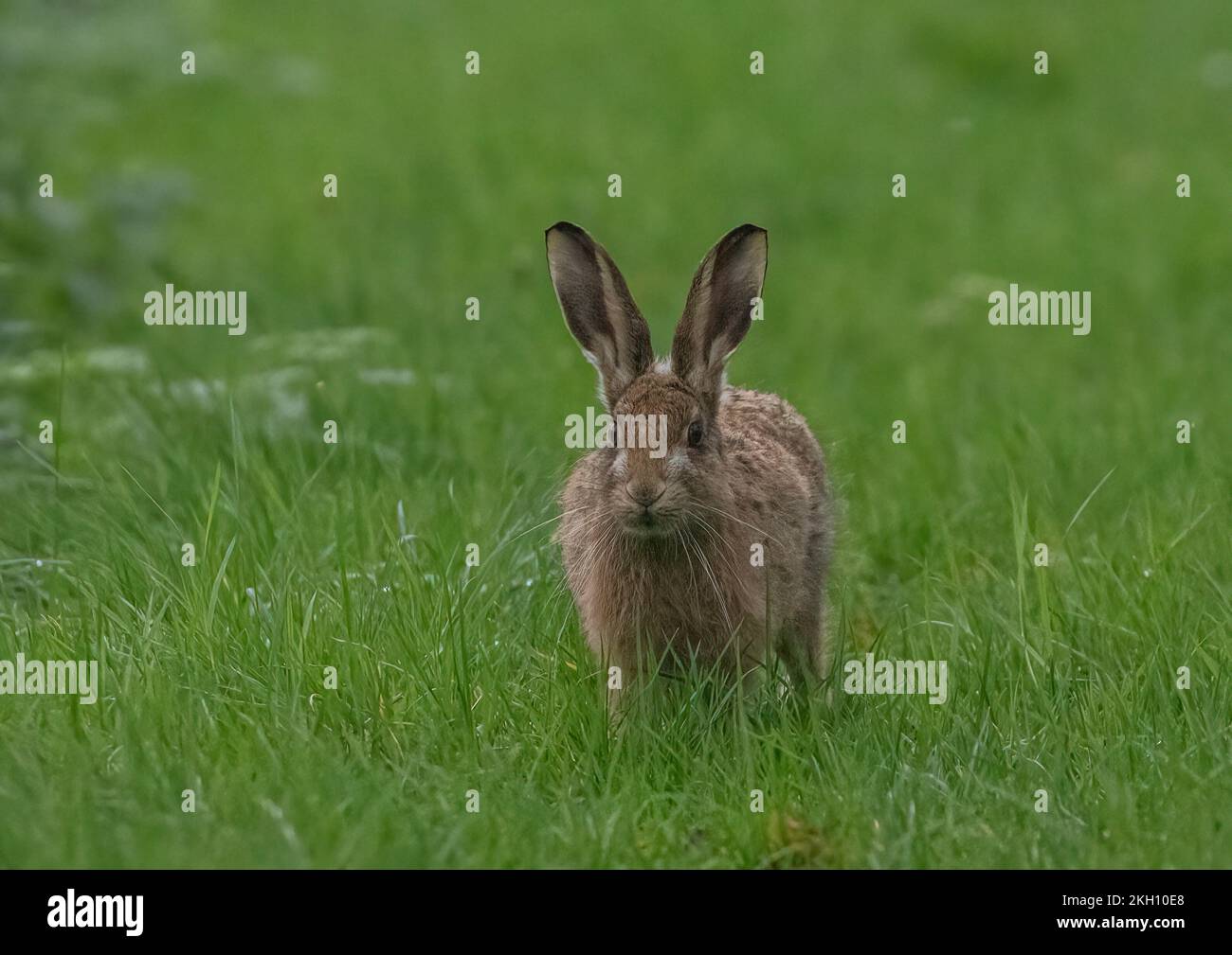 Ein süßes Baby-Brown-Hare-Leveret, das auf einer Bauernwiese durch das Gras läuft. Suffolk, Großbritannien Stockfoto