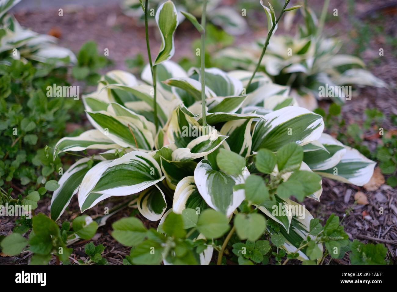 Hosta, auch bekannt als Plantain Lilien aus nächster Nähe. Stockfoto