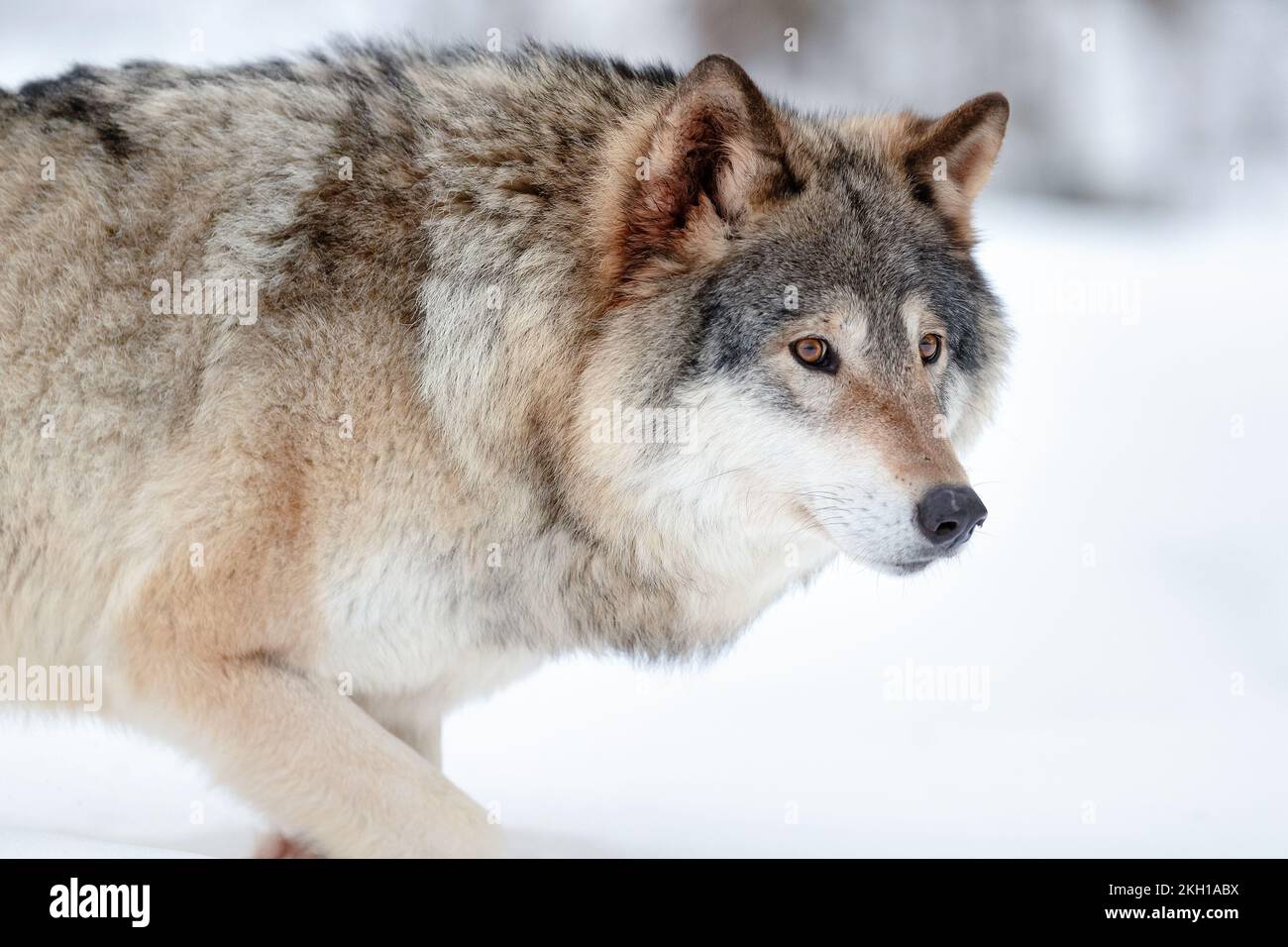 Alarmiert den grauen Wolf, der im Winterwald läuft Stockfoto