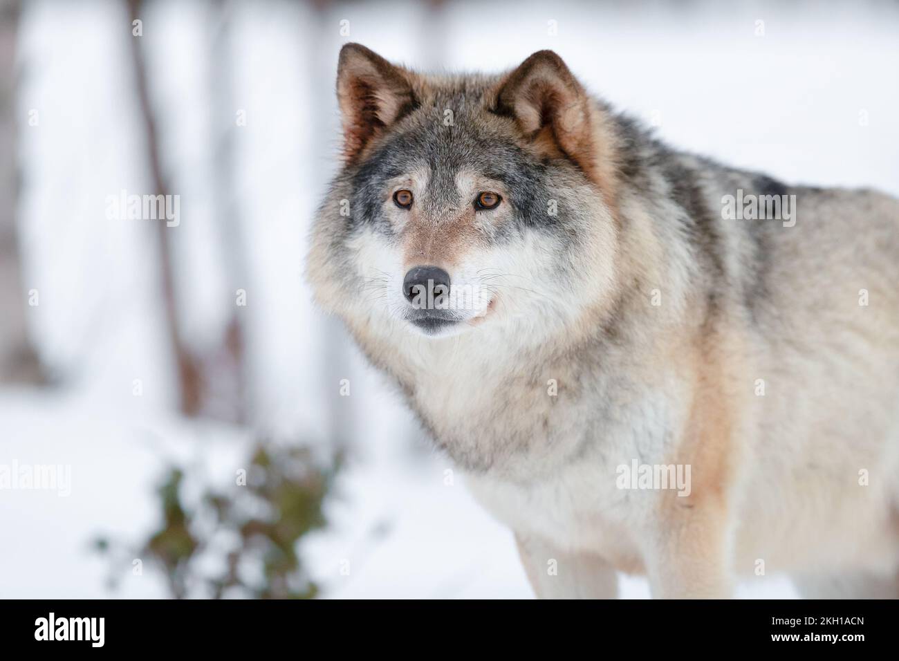 Canis Lupus Wolf steht auf verschneiten Winterlandschaften Stockfoto