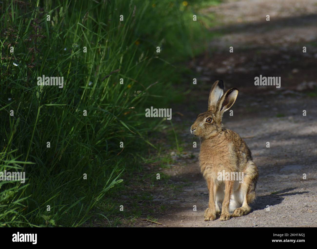 Braunhaar, männlich, lepus Europaeus, Wildtierporträt, aufgenommen in Galloway Scotland UK auf einem Pfad mit gedämpftem Sonnenlicht am frühen Morgen und grünem Laub. Stockfoto