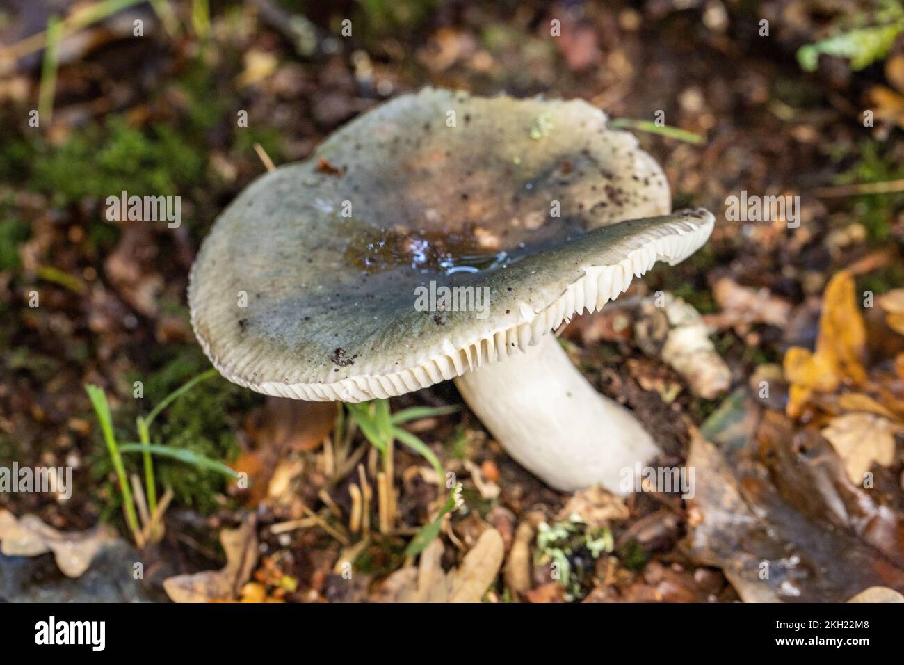 Green Brittlegill, New Forest, Hampshire, Großbritannien. Essbar. Stockfoto