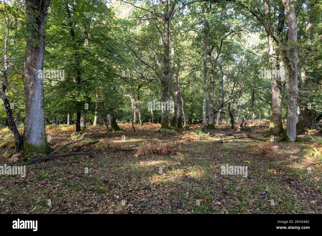 Rodung, New Forest, Hampshire, Großbritannien Stockfoto