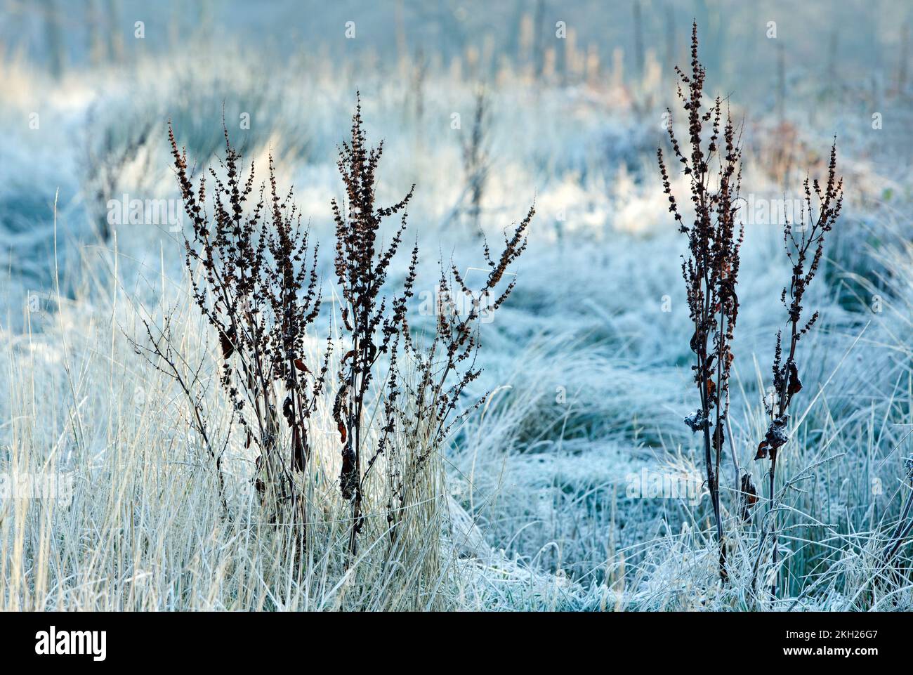 Frost bedeckt Heide mit Dock einzupflanzen, Köpfe auf Cannock Chase im Winter Stockfoto