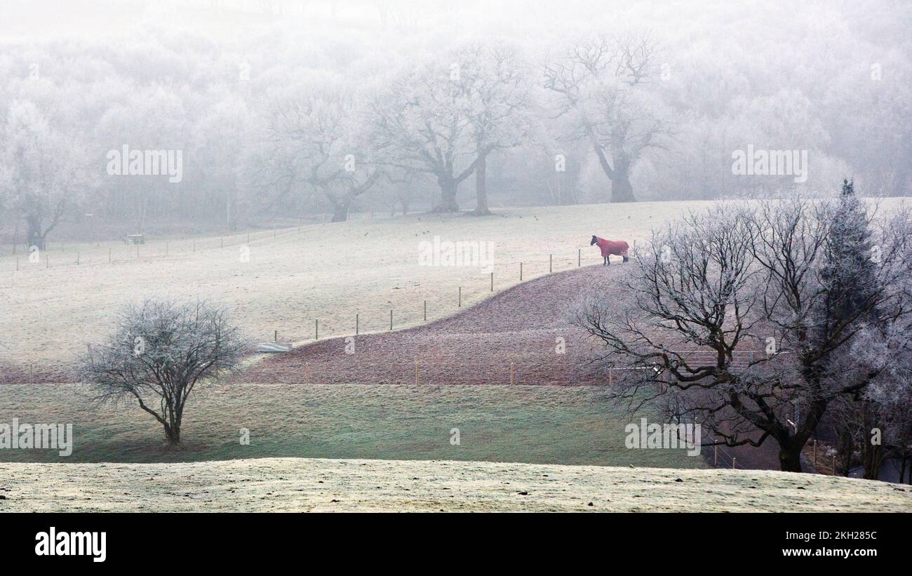 Landschaftliche Winterlandschaft im Cannock Chase Gebiet mit herausragender natürlicher Schönheit im Januar Stockfoto