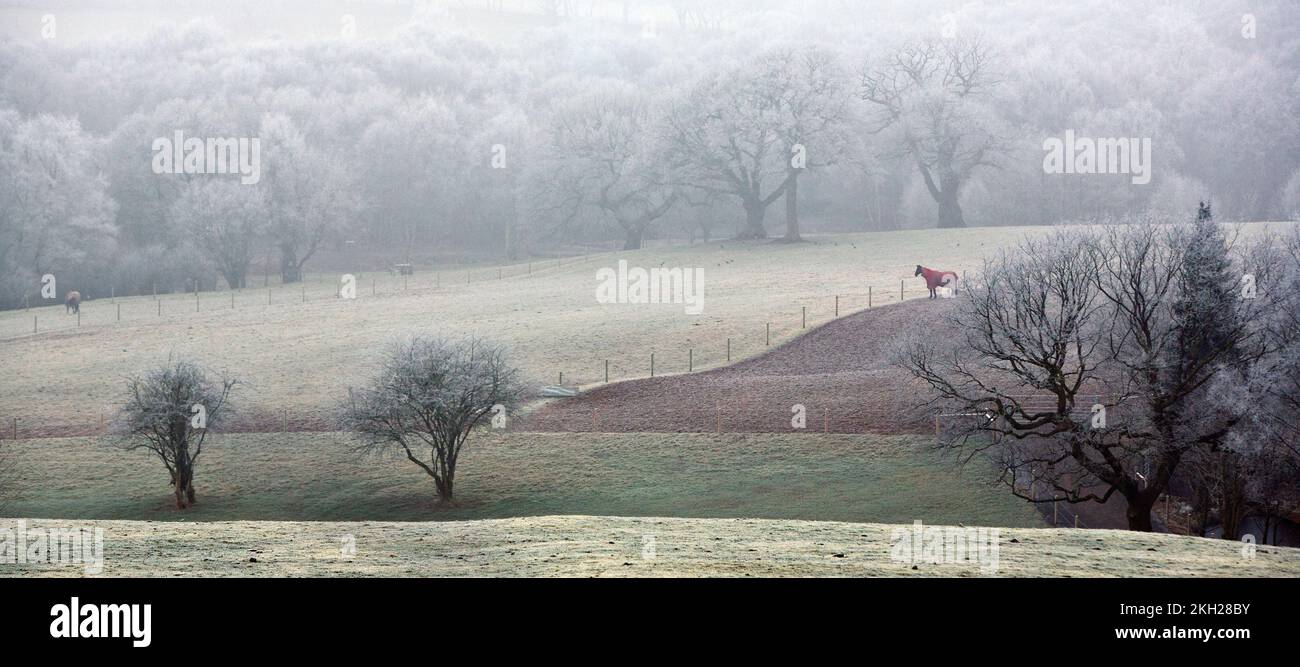 Landschaftliche Winterlandschaft im Cannock Chase Gebiet mit herausragender natürlicher Schönheit im Januar Stockfoto