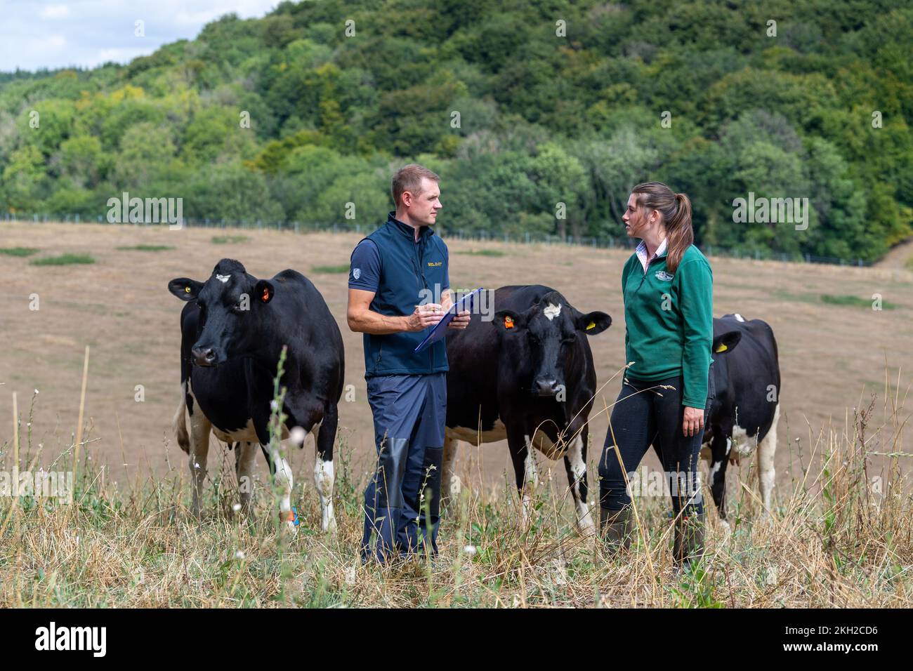 Landwirt- und Tierarztbesuche bei Milchrindern im Feld im Rahmen eines routinemäßigen Betriebsbesuchs. UK. Stockfoto