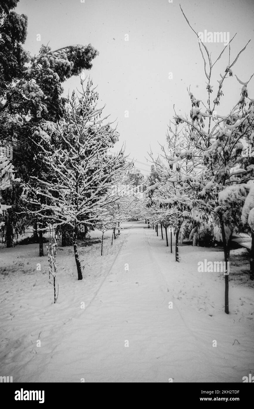 Verschneite Straße und Bäume. Wunderschöner Schneefall in der Wintersaison Stockfoto