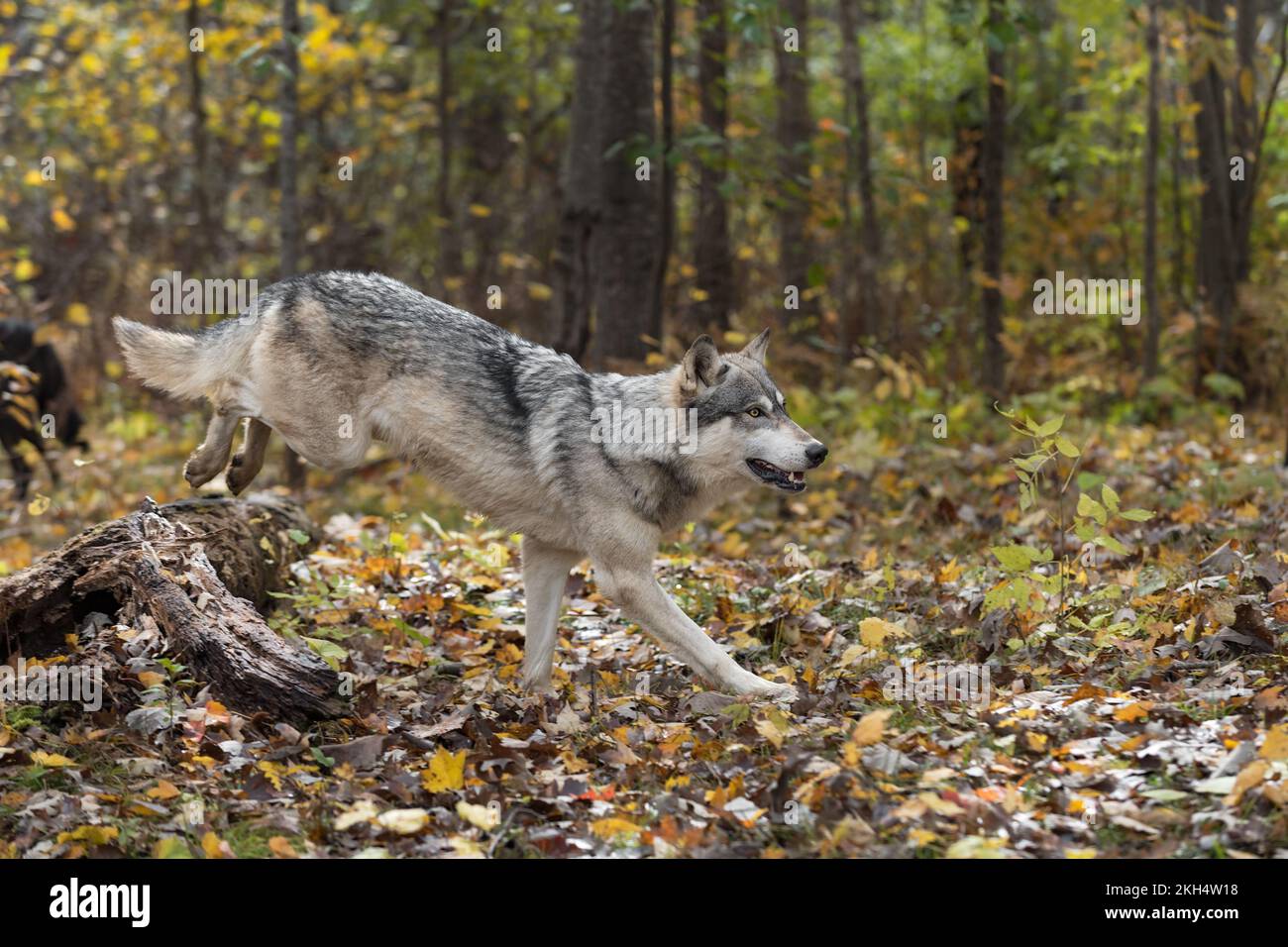Der Graue Wolf (Canis lupus) landet nach dem Springen über den Holzherbstbaum – ein in Gefangenschaft gehaltenes Tier Stockfoto