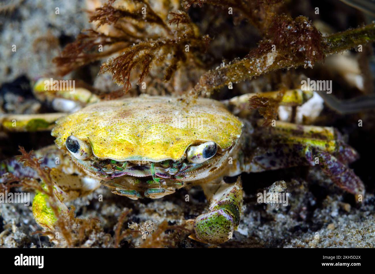 Shore crab Stockfoto