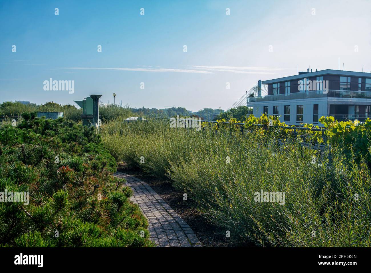 Herrlicher Dachgarten an der Fakultät von Botanik mit roten Büschen (Barbaris oder Vesikel), runden Kiefern und Gartenaptas - an sonnigen Sommertagen! Stockfoto
