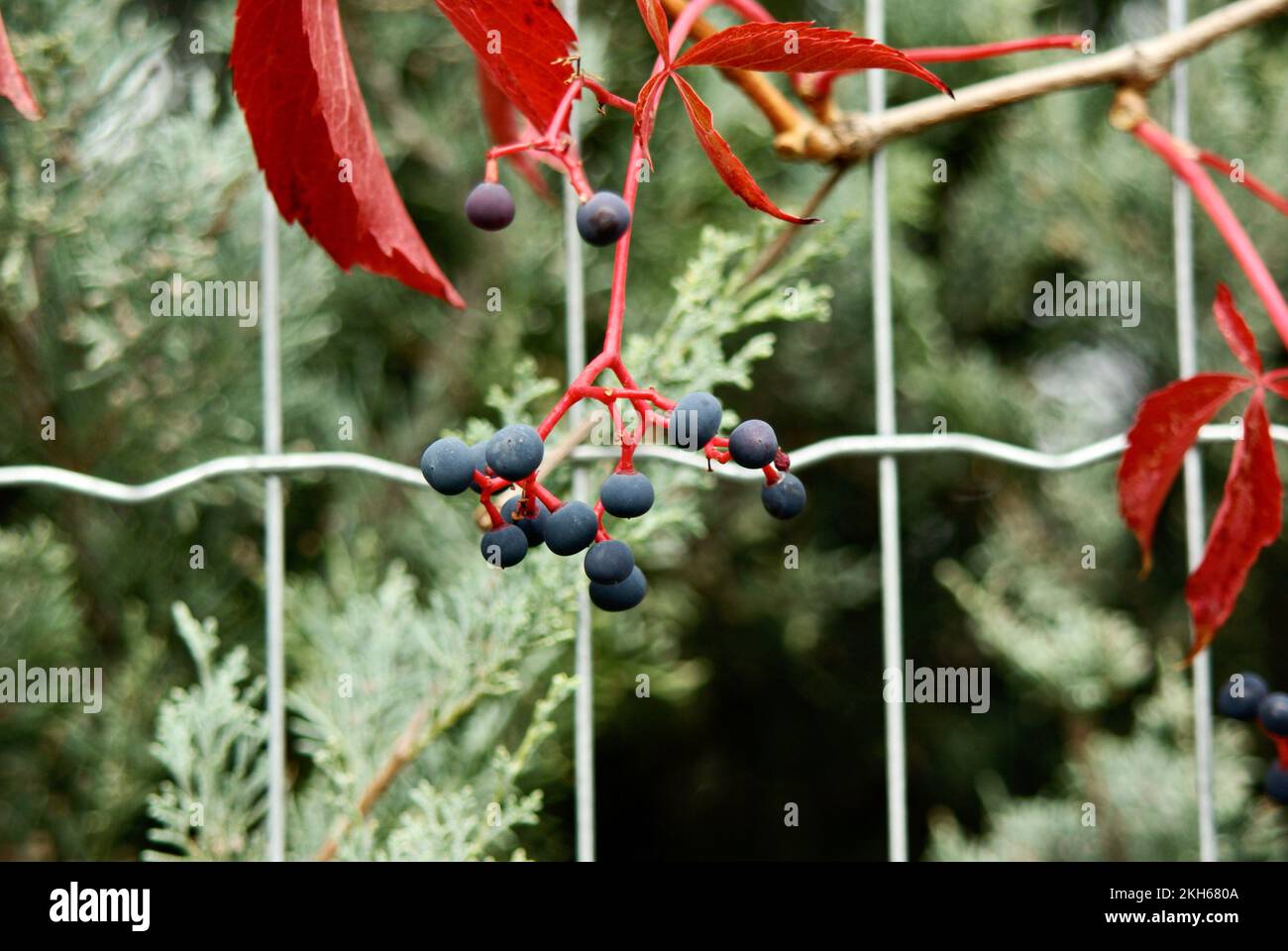 Die Frucht eines falschen Virginia-Kriechers Stockfoto